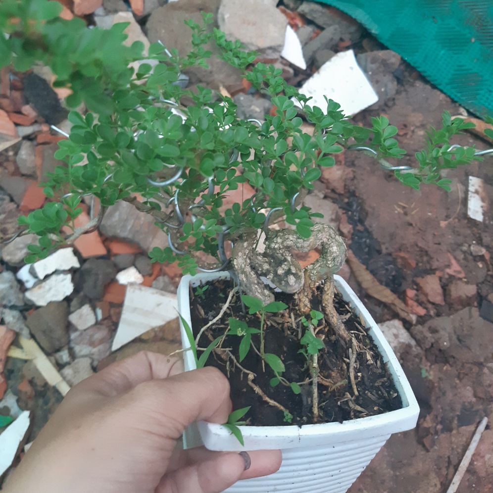 cần thăng bonsai mini