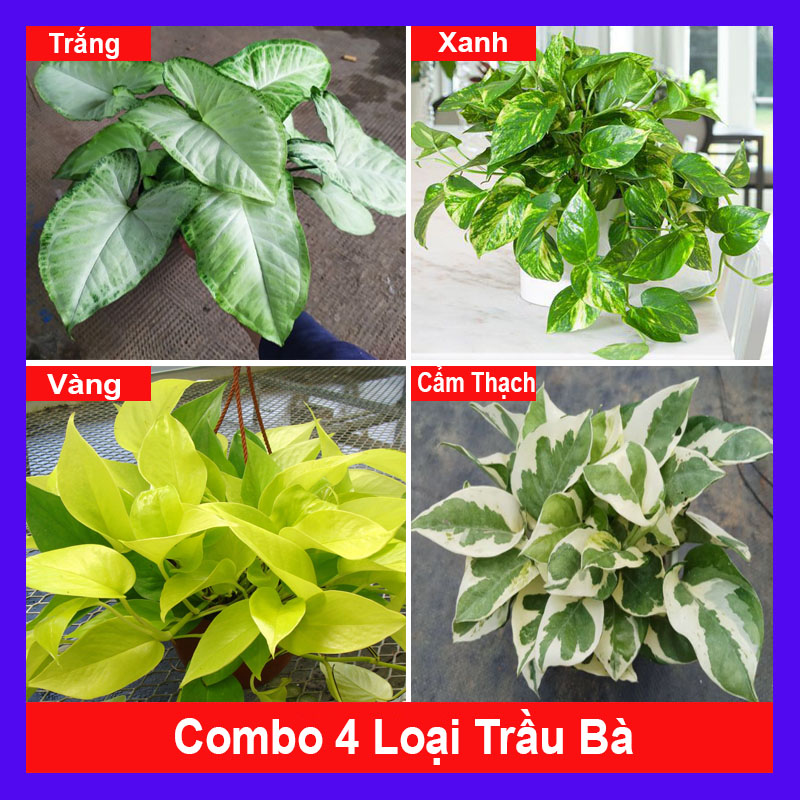 Combo 4 cây trầu bà ( cây trầu bà trắng + trầu bà xanh + trầu bà vàng + trầu bà cẩm thạch )