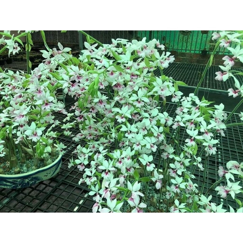 Củ hoa Lan bầurượi hoa tết(2 củ)