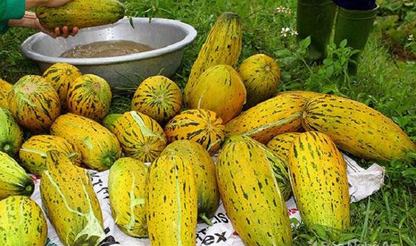 [HCM]Hạt Giống Dưa Gang Cao Sản