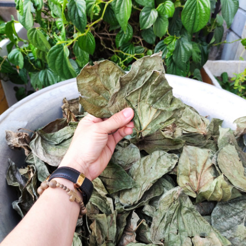 [Hàng mới về] Lá trầu không sấy khô 500g - Thảo Dược Tấn Phát