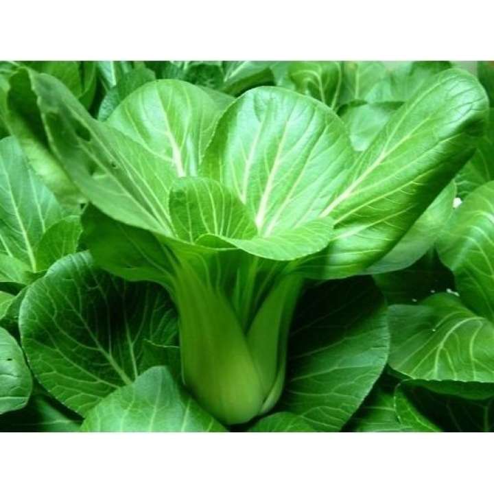 Hạt Giống Cải Thìa Cao Sản gói 20gr hat giong rau sach thuy canh Nongnghiepxanh