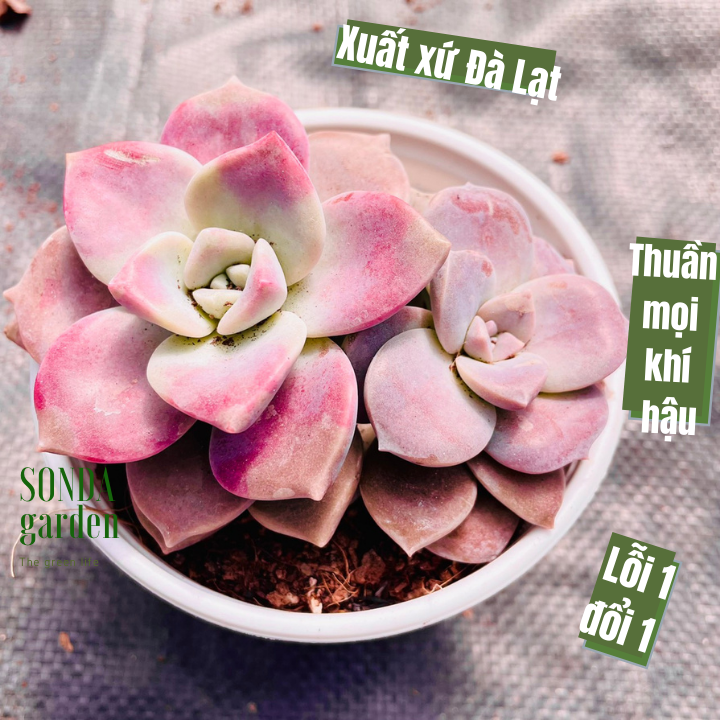 SEN ĐÁ HỒNG MẬP SIZE TRUNG BÌNH KHOẺ ĐẸP LỖI 1 ĐỔI 1