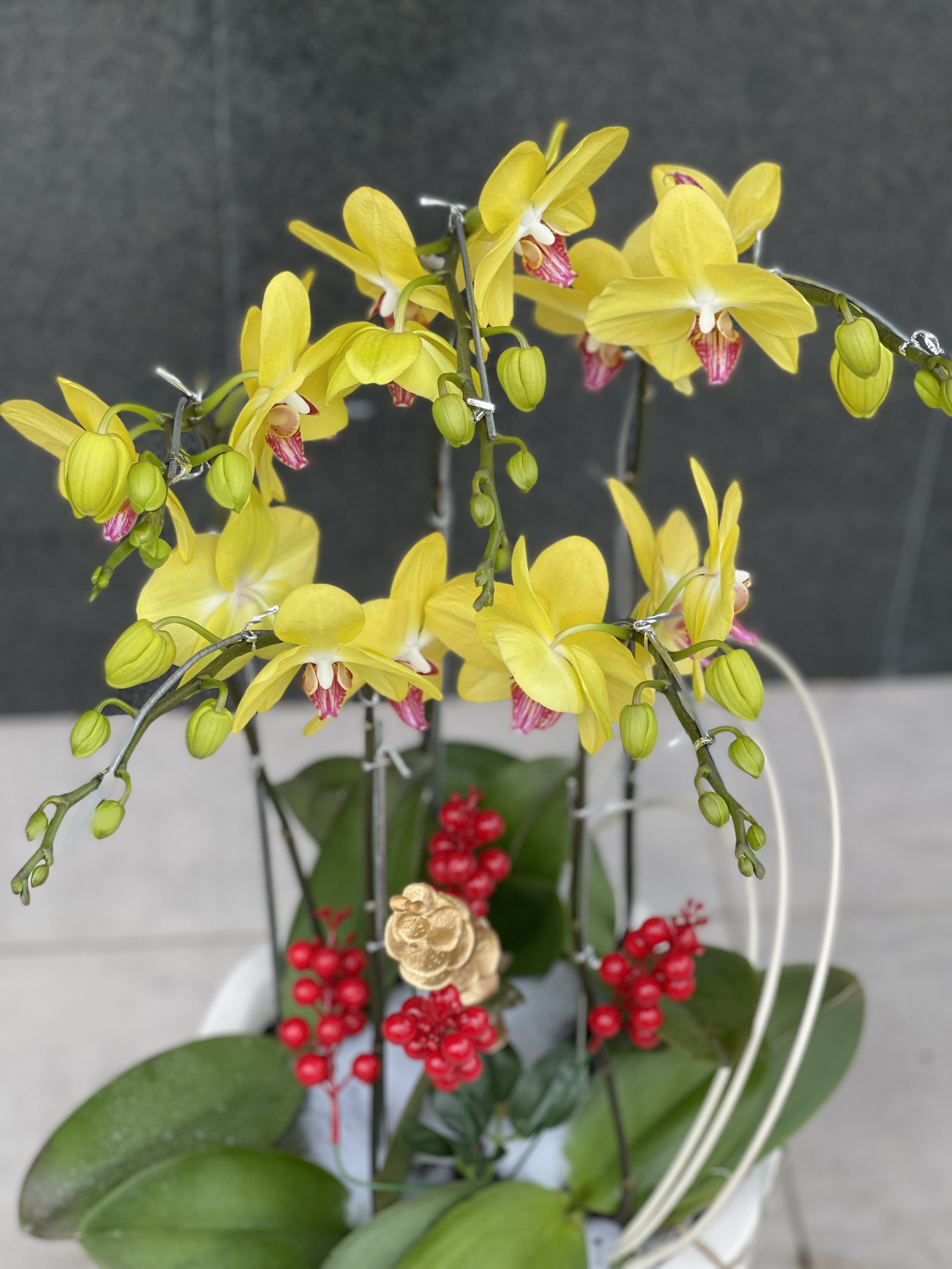Vỏ thông giá thể chuyên trồng lan