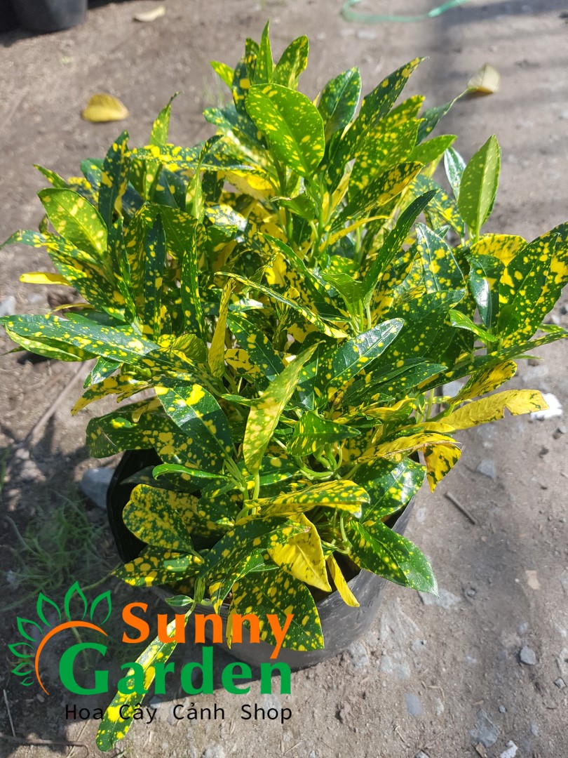 Cây Vàng Bạc, Cao 20-30cm - Chậu Nhựa