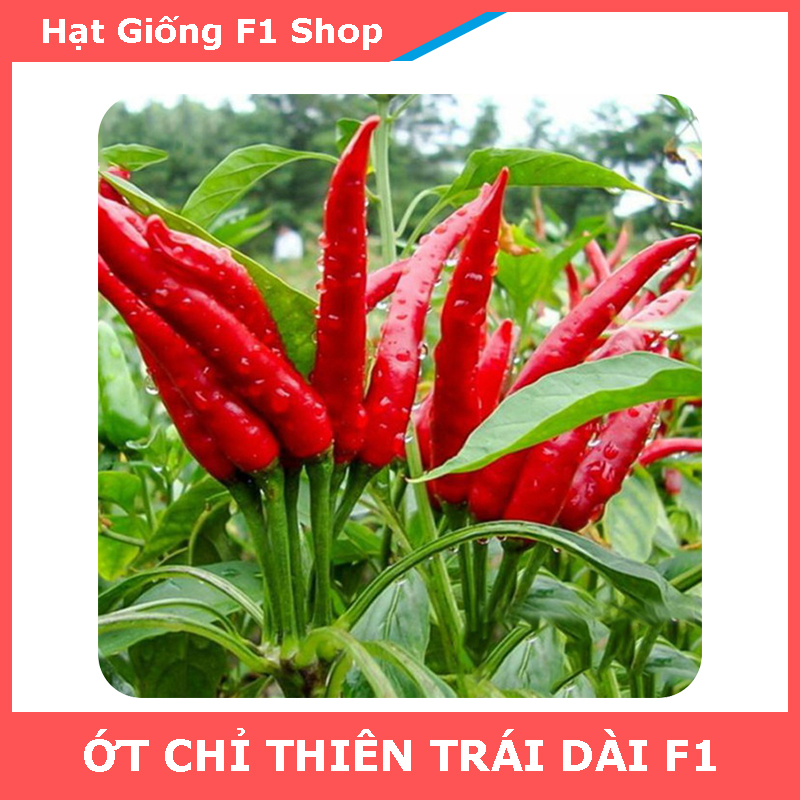Hạt Giống Ớt Chỉ Thiên Trái Dài Sai Trái