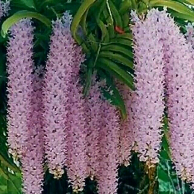 phong lan đuôi chồn nguyên bản