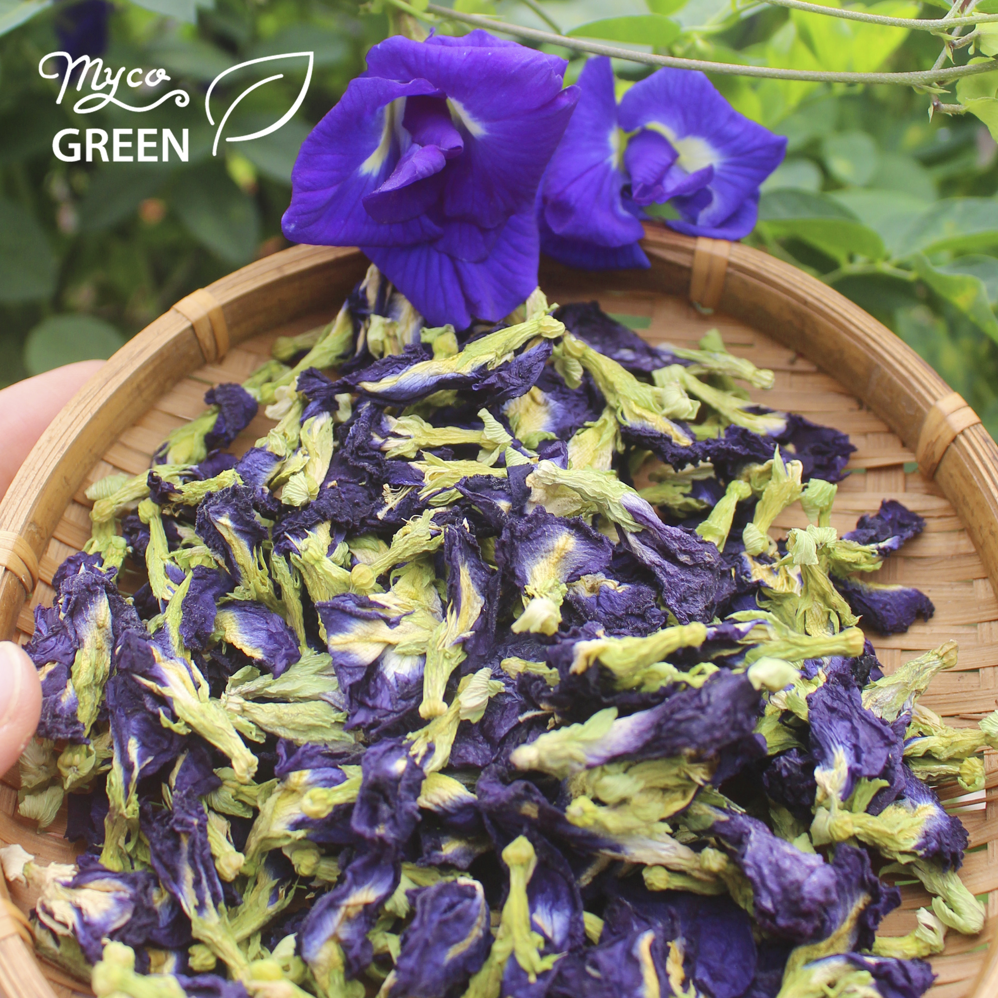 MycoGREEN, Trà Thảo Mộc Hoa Đậu biếc, PP trồng Hữu Cơ (10g)