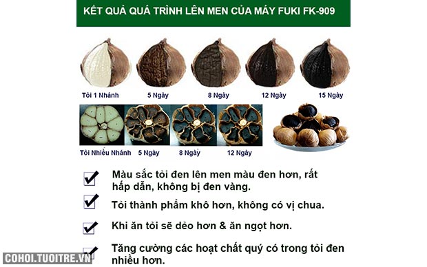 Combo 0.5 Kg Tỏi Cô Đơn phan rang loại làm tỏi đen