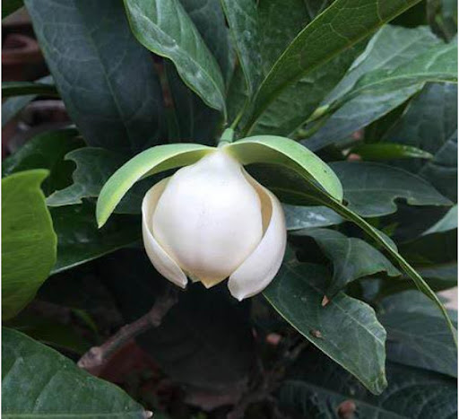 CÂY HOA DẠ HỢP hương
