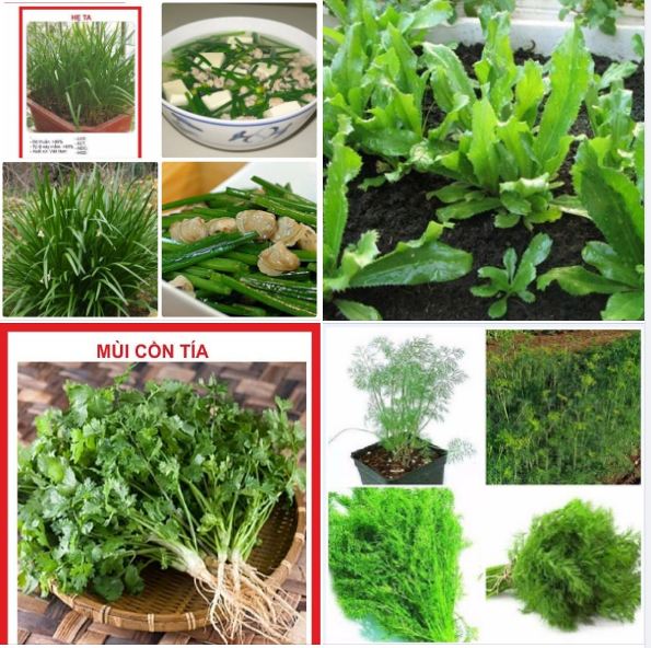 Combo 10 gói hạt giống rau gia vi CÁC LOẠI ( 10 gói 10 loại khác nhau )