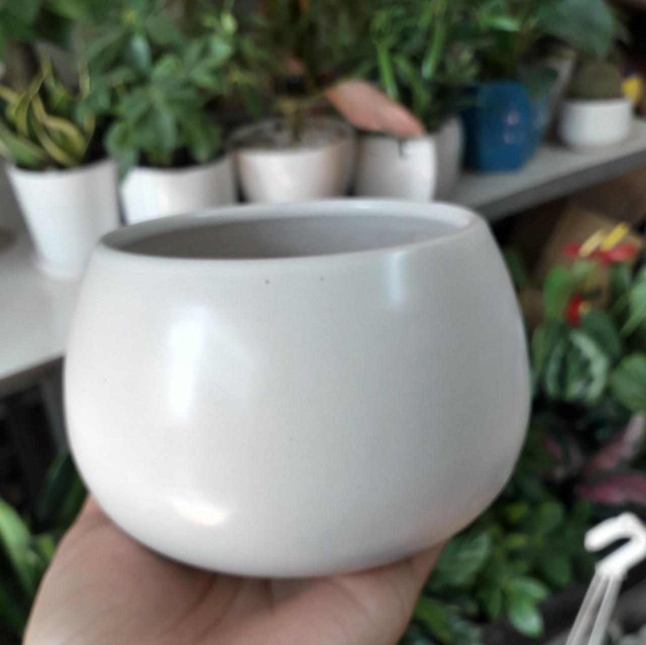 Chậu Trồng Cây Hạt Dẻ 8 x 9,5cm