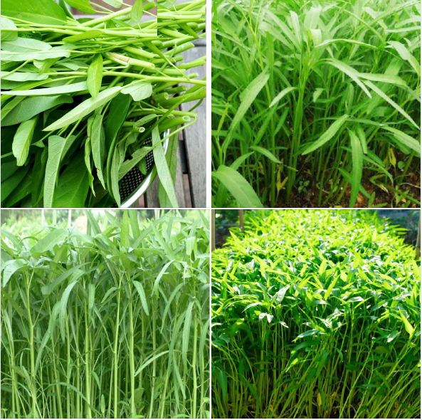 Hạt giống rau muống -gói 20 gram(tặng kèm phân bón)