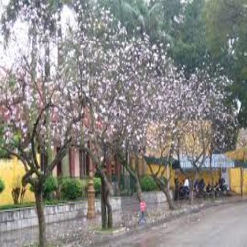 COM BO 2 CÂY BAN TRẮNG CÂY GIỐNG