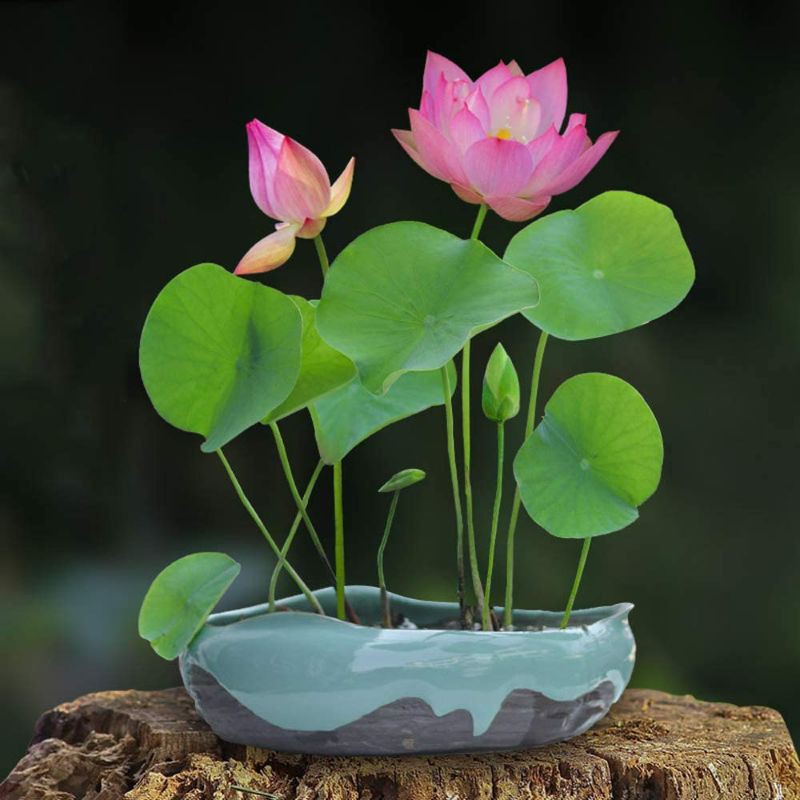 (Đã Cắt Đầu) Sen Mini Nhật Màu Ngẫu Nhiên