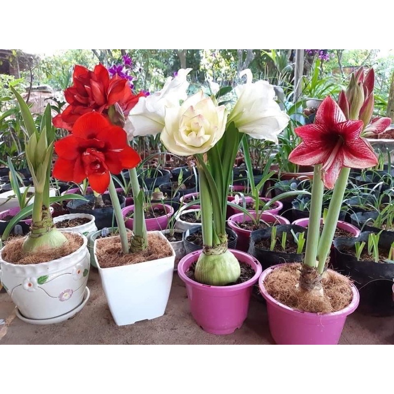 Củ hoa Lan Huệ cánh kép..