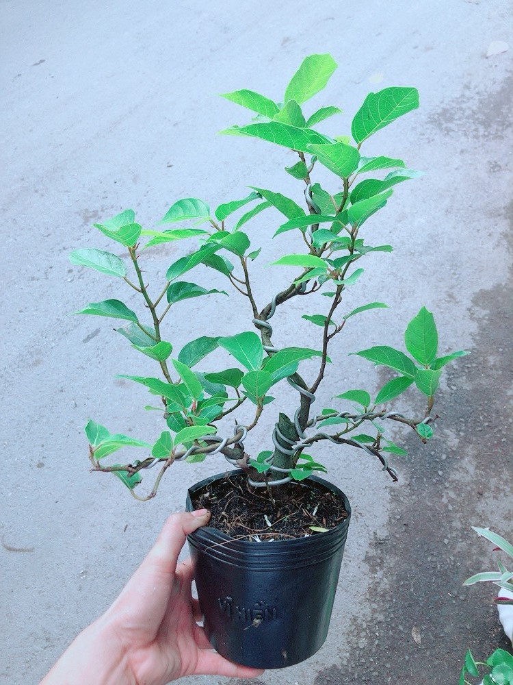 Cây Sung Bonsai