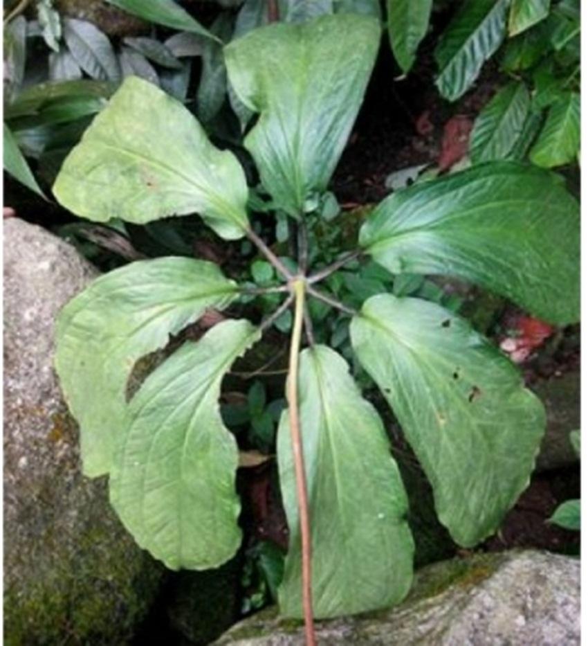 Hạt giống Thất diệp nhất chi hoa - Hàng công ty, nảy mầm tốt- Tặng gói bón lá