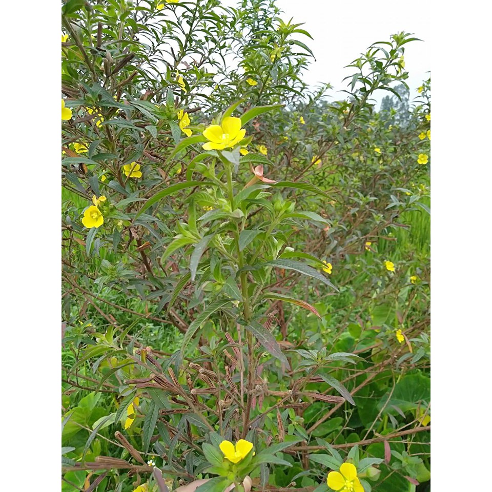 1KG Cây rau mương
