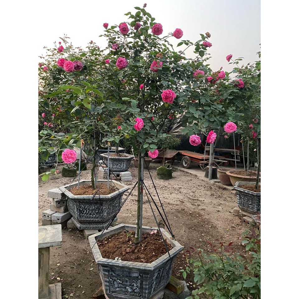 Hoa Hồng Thân Gỗ. Cổ Sapa- Bầu To Cây Lớn Trưởng Thành | Lazada.Vn