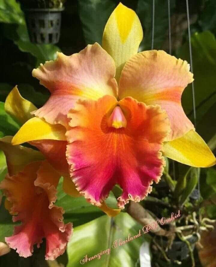 Cattleya Amazing Thailan - Cây Trưởng Thành