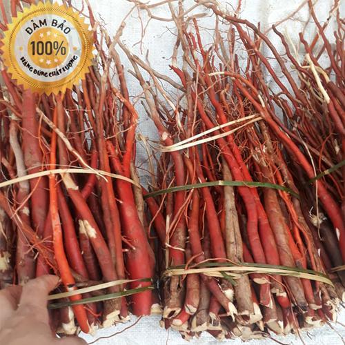 Sâm cau đỏ tươi - 100% rừng tây bắc