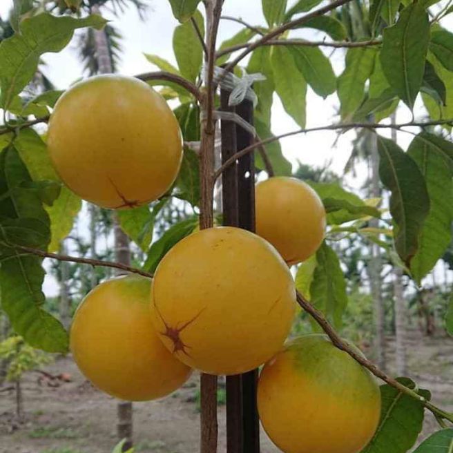 2 cây vú sữa vàng - vú sữa hoàng kim