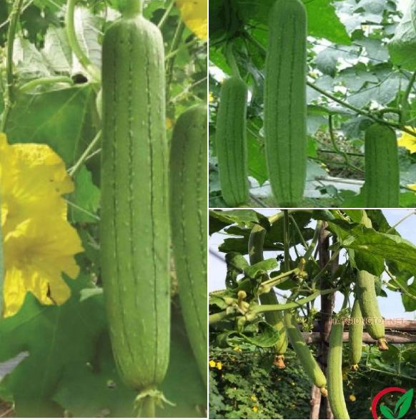 Hạt giống mướp hương thái-gói 10 hạt