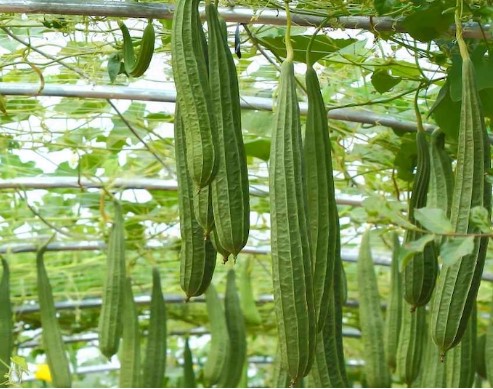 Giống RD Mướp Khía Rado 515 (10 Hạt)