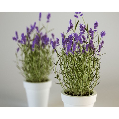 Hạt Giống Hoa Oải Hương ( Lavender 100 hạt)