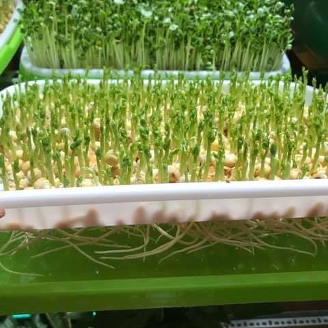 Khay Trồng Rau Mầm Thông Minh
