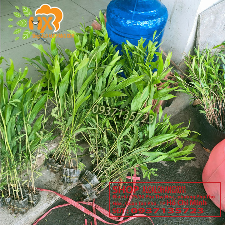 cây tràm lai cây giống -combo 50 cây