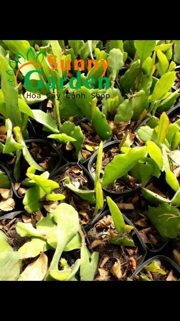 Hoa Nhật Quỳnh Màu Trắng - Chậu Hoa