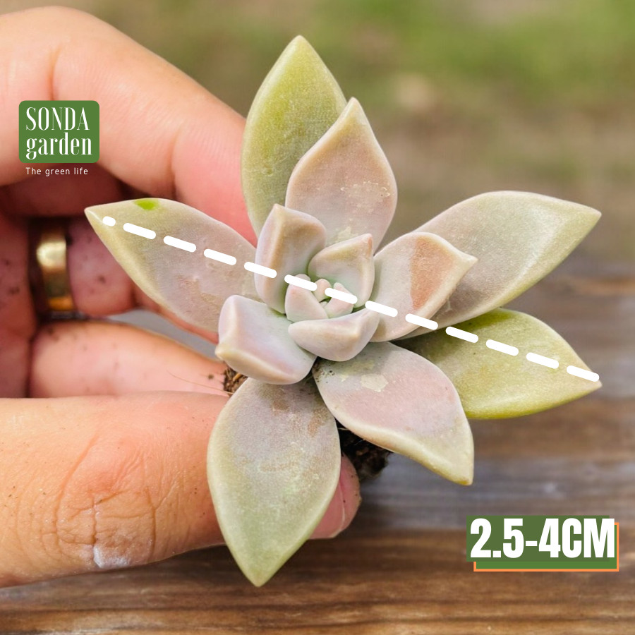 SEN ĐÁ ĐÁ MA SIZE MINI LỖI 1 ĐỔI 1