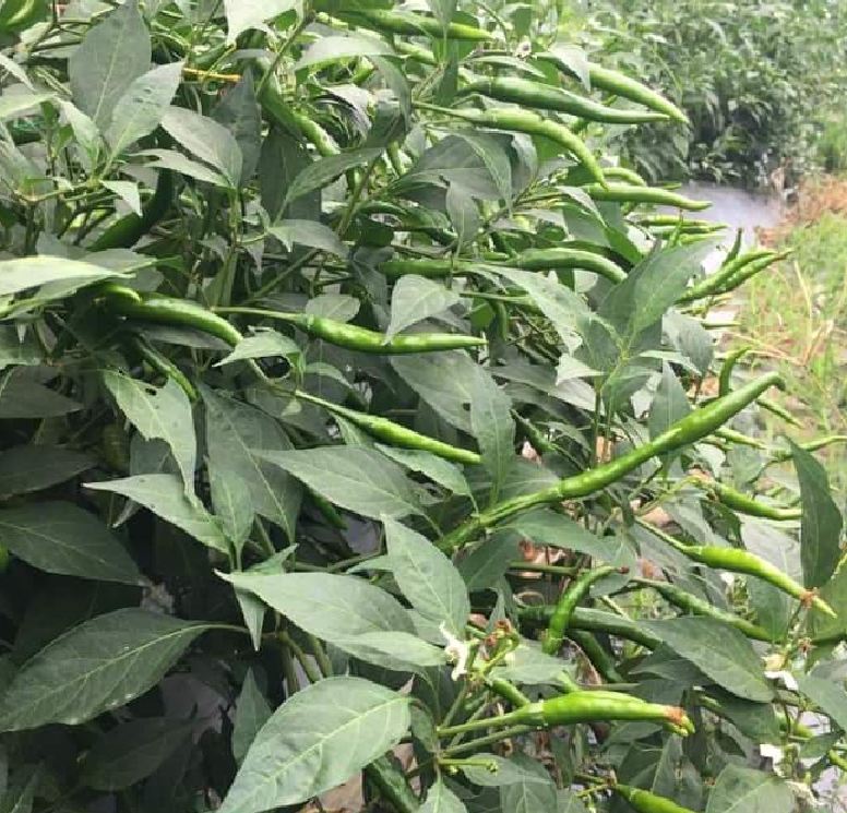 Hạt giống ớt chỉ thiên siêu cay - 30 hạt/gói