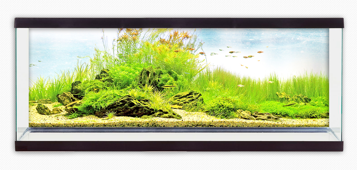 Tranh dán hồ cá HD Cảnh cỏ xanh Aquarium tank - 006
