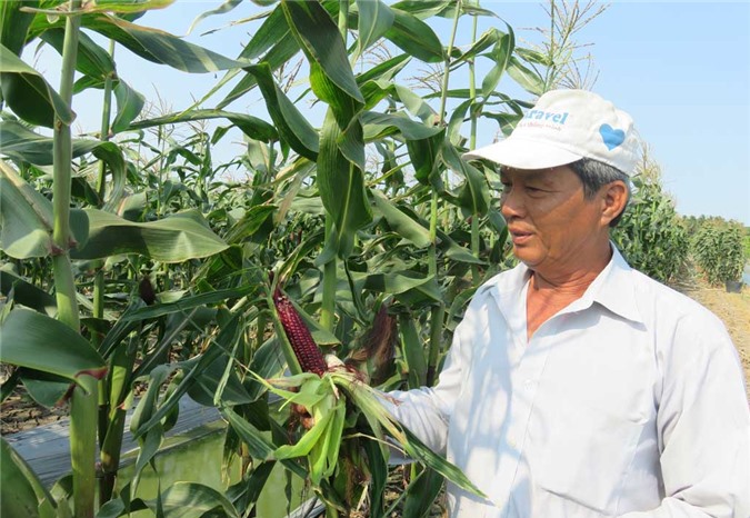 HẠT GIỐNG BẮP TÍM THÁI LAN GÓI 20G