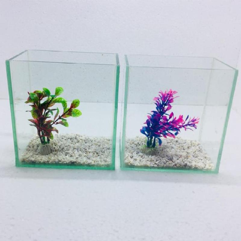 Bể cá mini để bàn combo 2 bể