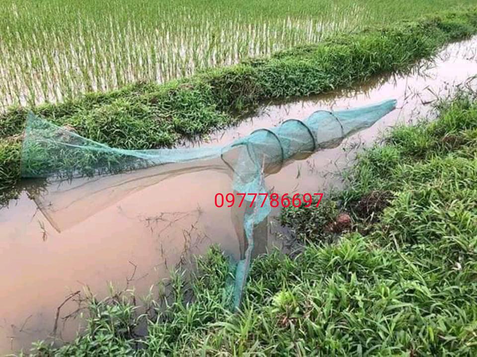 dớn chặn sông mương bắt các loại cá