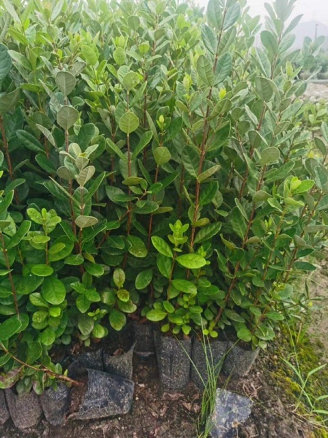 Cây ổi dứa cao 60-70 cm