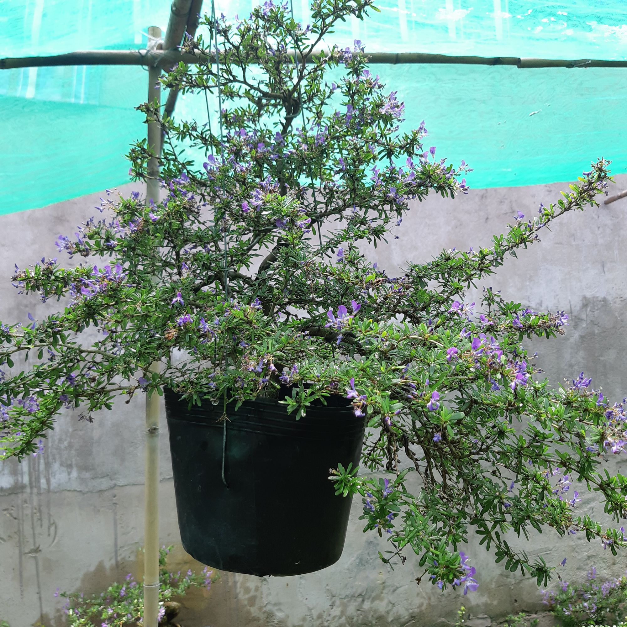 linh sam bonsai siêu bông