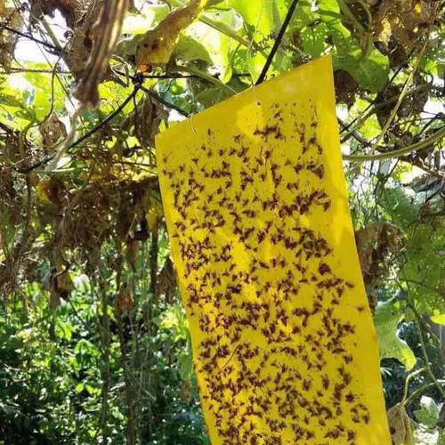 Miếng bẫy dính ruồi vàng 2 mặt