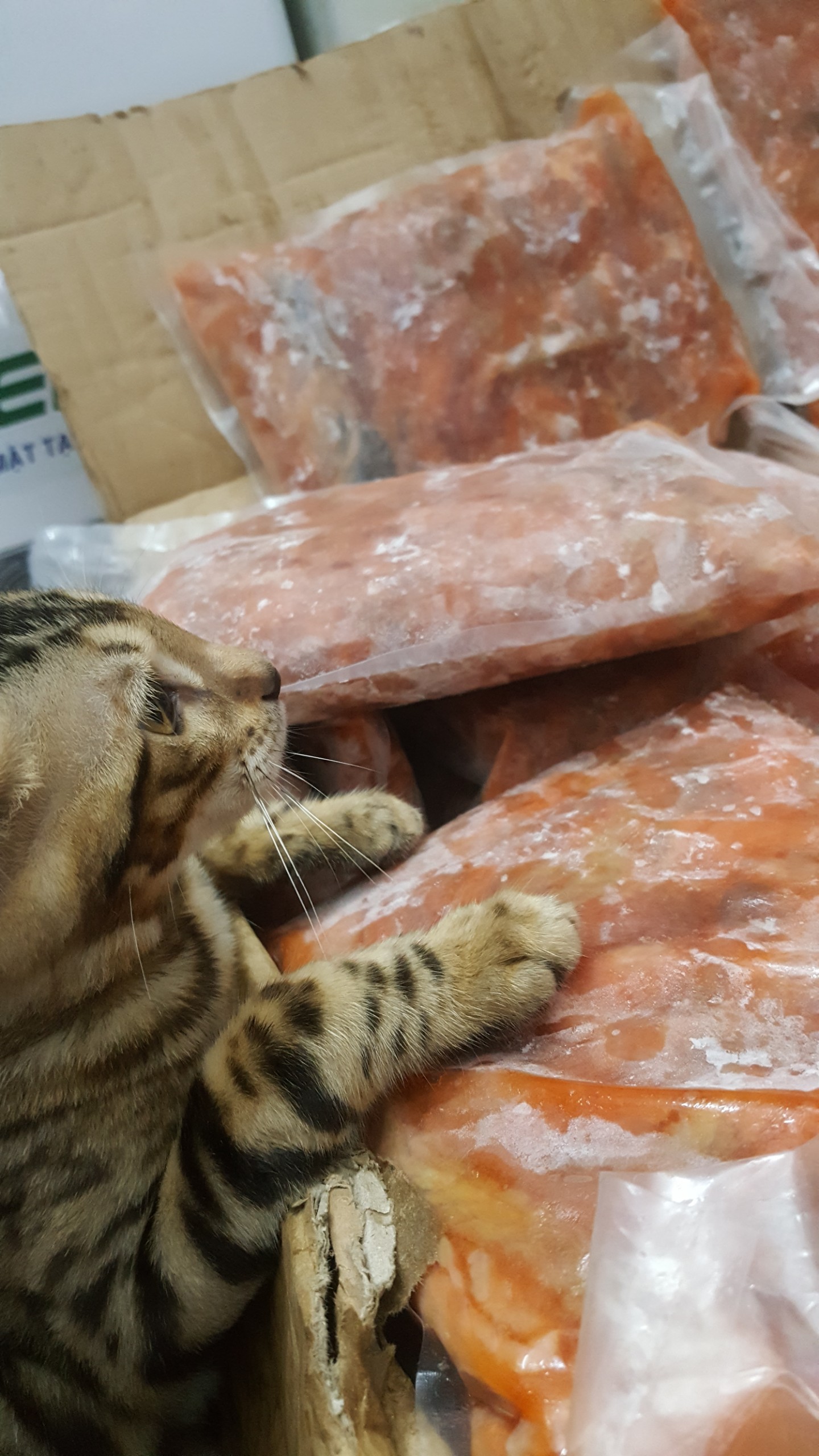 VỤN CÁ HỒI NGON BỔ RẺ 45k/1KG/TÚI