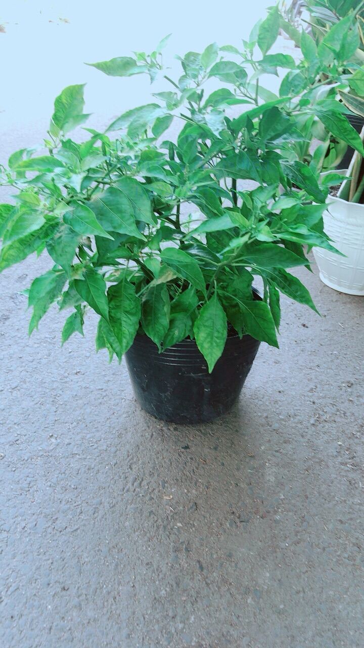 Ớt Chỉ Thiên