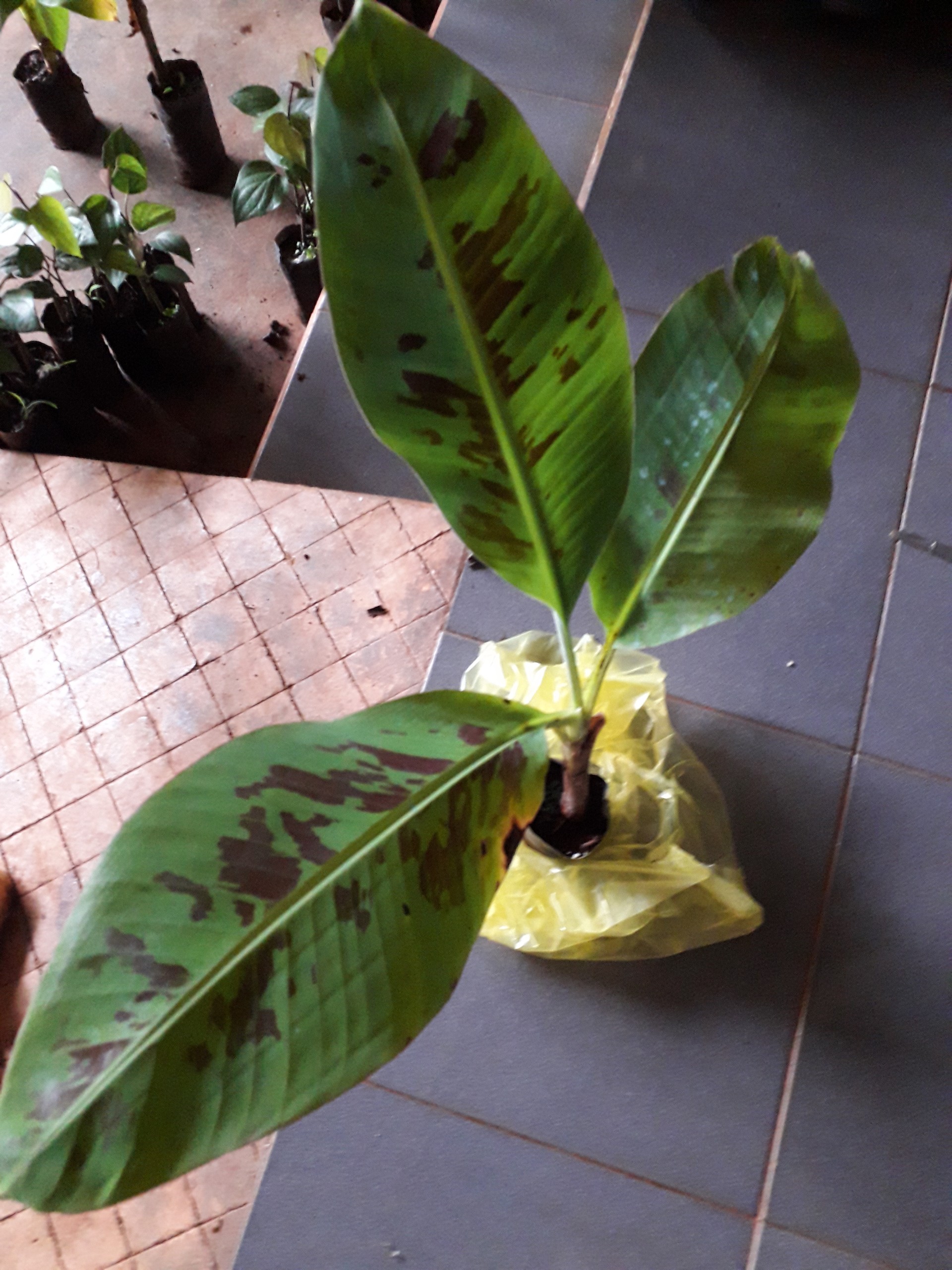 CÂY GIỐNG CHUỐI LABA SIÊU SỚM. (cam kết giống chuẩn có bảo hành) (Magnolia Boutique store)