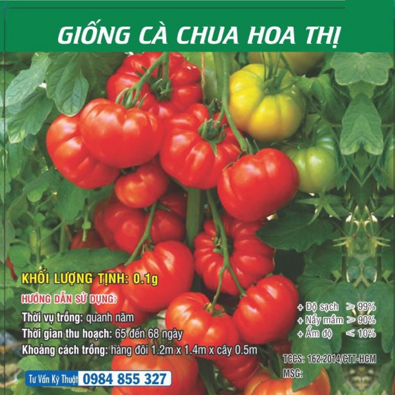 Hạt giống cà chua hoa thị siêu trái f1 - cà chua hoa thị 4 mùa
