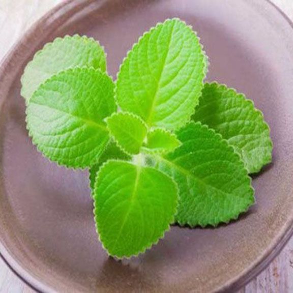Hạt giống lá húng chanh (Tần dày lá - 100 hạt)