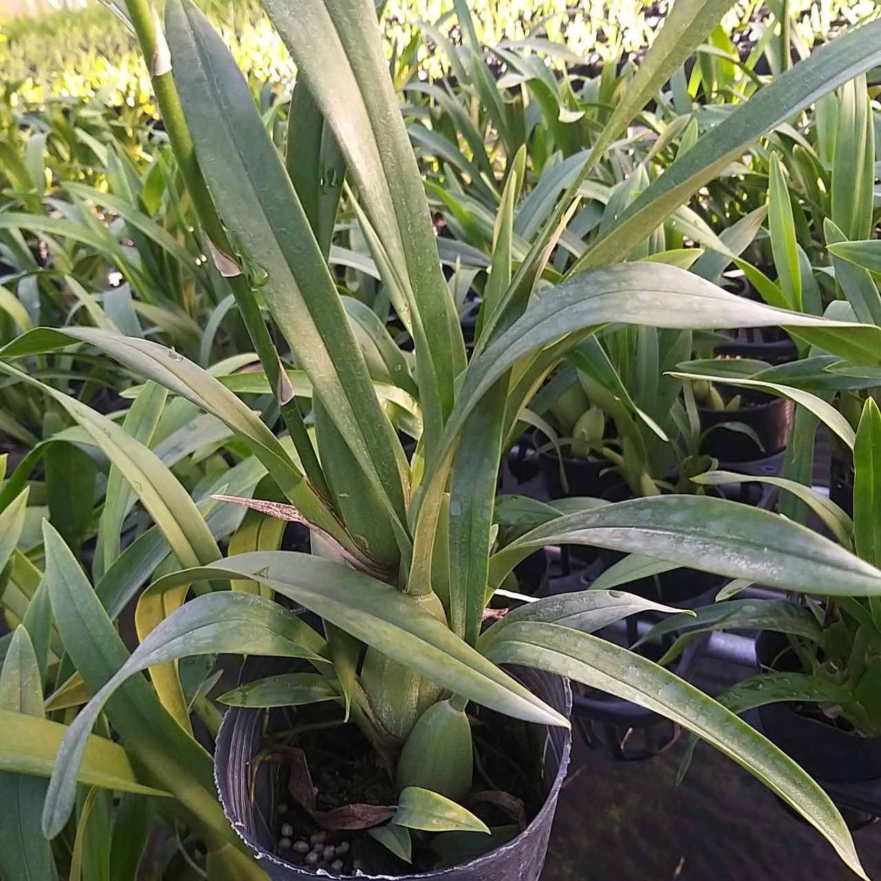 HOA LAN: VŨ NỮ VÀNG 3 VÁY -  chậu chưa nụ