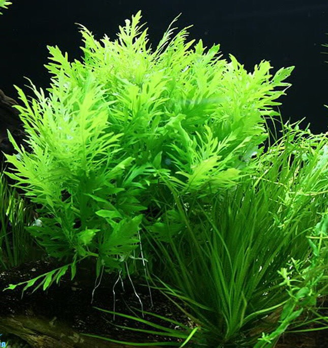 Thủy Cúc 11 ngọn Cây thuỷ sinh cắt cắm