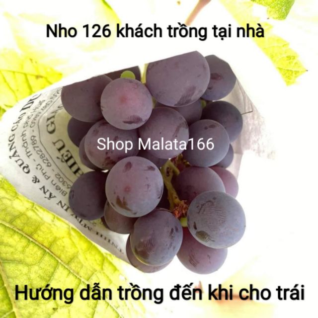 Cây Nho Giống  Kẹo NH01-126 ( cây tơ cam kết gốc bán gốc già)